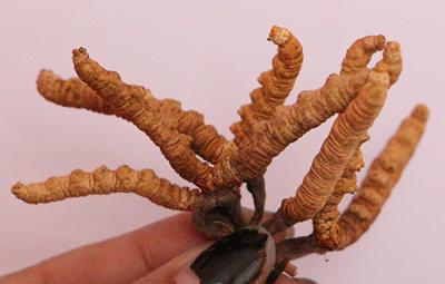 Cordyceps